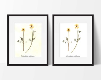 California Poppy PRINT- Pressed Botanical Art