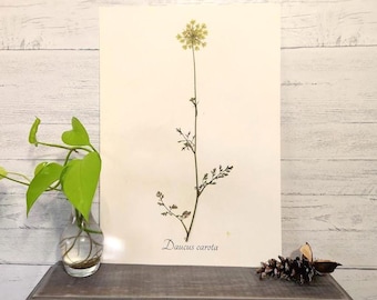 Queen Anne's Lace Herbarium Specimen - Pressed Flower Art - Botanical Home Decor