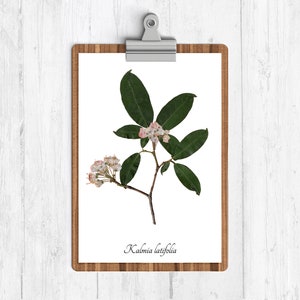 Mountain Laurel Botanische Art Print