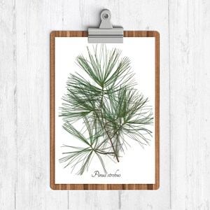 Christmas Botanical Print Set 4 Winter Decoration Art Prints Yule Wall Art image 5