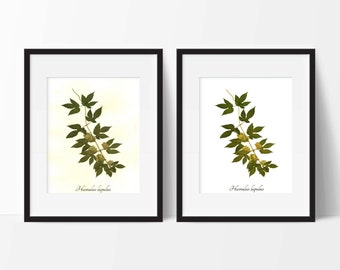 Hops Botanical PRINT - Gift for Him - Beer Lover Gift - Pressed Plant Art