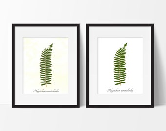 Stampa botanica pressata di felce di Natale - Stampa di riproduzione di erbario di felce vera - Stampa artistica da parete botanica - Decorazione per la casa