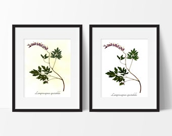 Bleeding Heart Botanical Print - Reproduction Herbarium Art - Botanical Art - Flower Wall Art