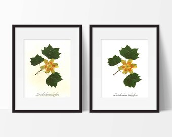 Tulip Tree Herbarium Art Print - Pressed Botanical Print