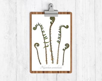 Stampa botanica di fronde di felce di Natale - Stampa di riproduzione di erbario di felci vere