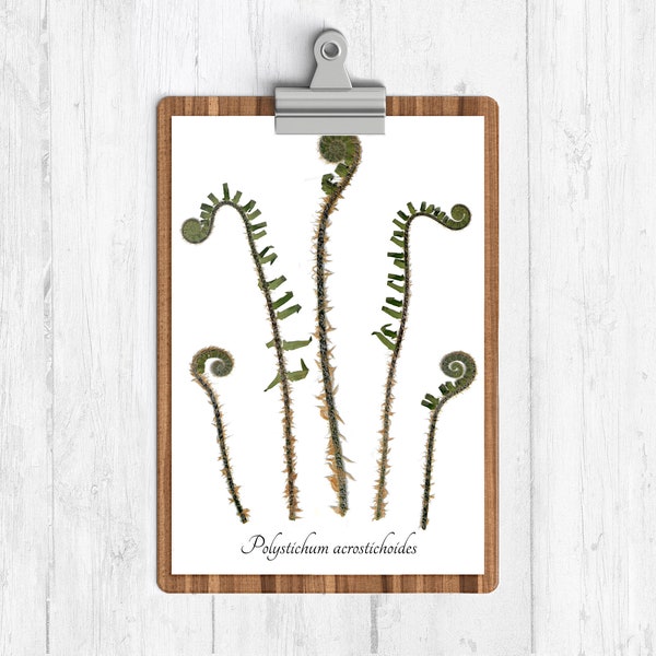 Christmas Fern Fronds Botanical Print - Real Fern Herbarium Reproduction Print