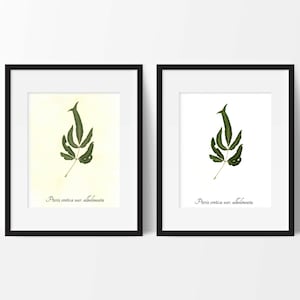 Fern Botanical PRINT - Cretan Brake Fern Botanical Art Print