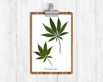 Marijuana Botanical Art Print