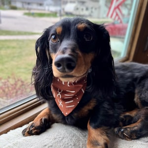 May include: A black and brown dachshund wearing a brown bandana with a white geometric pattern. The dog is looking at the camera and has its paws resting on a white surface.
