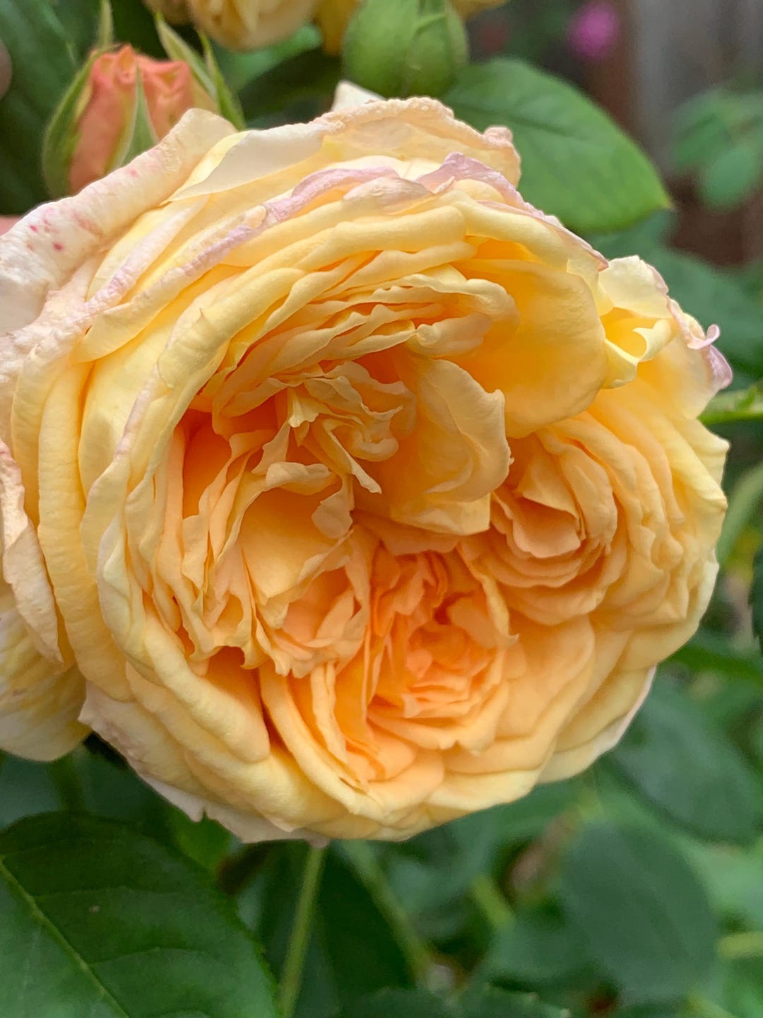 Apricot Yellow Short Climbing Rose Auschimbley in 2g***doesn't Come ...