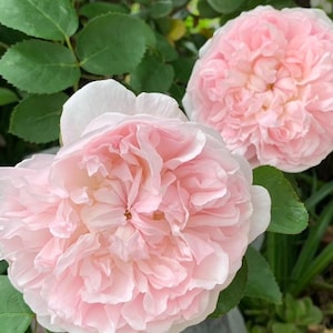 May include: Two large, light pink roses in full bloom, showcasing layers of delicate petals. The roses are surrounded by green leaves, creating a natural and vibrant contrast. The flowers have a soft, romantic appearance, suggesting a floral or garden theme.