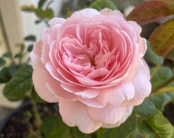 バラ　大苗　断捨離　Princess Sakura Princess Sakura. 樱花公主 Japanese Rose.continue Blooming. Disease