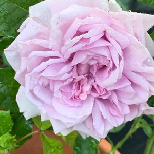 May include: A set of three ceramic mugs with a speckled, matte finish. The mugs are in shades of cream, light gray, and dark gray. Each mug has a simple, minimalist design, perfect for coffee or tea.