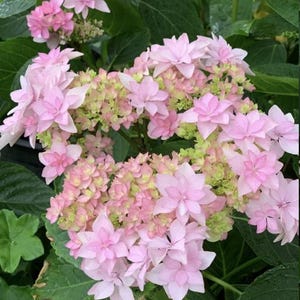 Unique Pastel Pink Hydrangeas in 1 gal pots like japanese double hydrangea &quot;jiacheng&quot; 佳澄  **doesn&#39;t come w pot