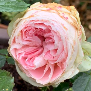 May include: Close-up of a fully bloomed rose with layers of soft pink petals. The outer petals are a creamy white with hints of yellow and red spots. Green leaves surround the flower, creating a natural, floral theme.