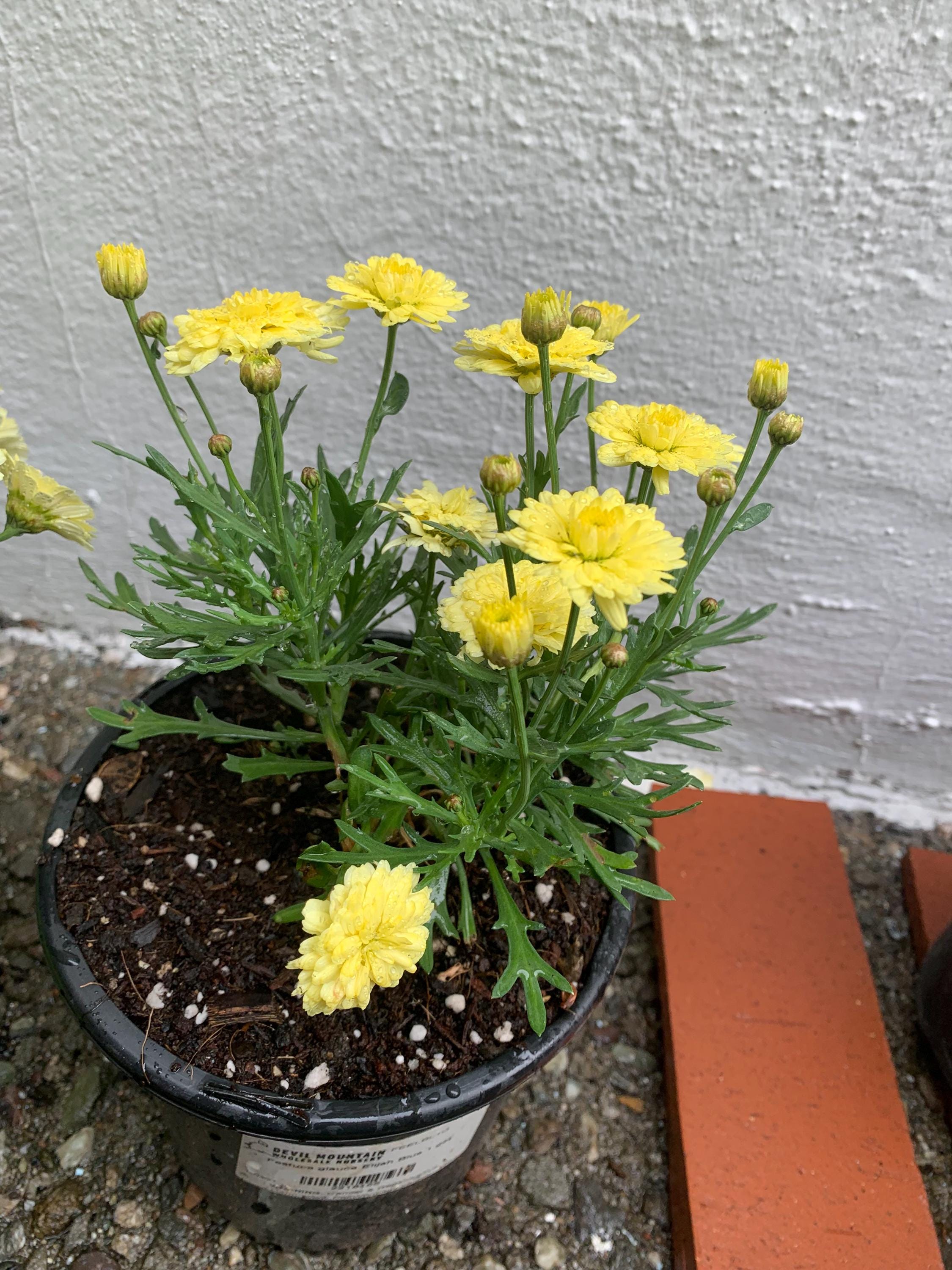 Bright Yellow Marguerite Flowers in 1 and 2G Pot ***doesn't Come With ...