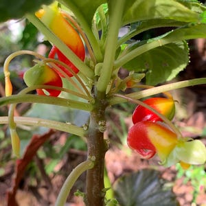 May include: Close-up of a plant stem with vibrant red, yellow, and green flowers. The flowers have a unique shape and are in various stages of bloom. The plant has green leaves and a brown stem.