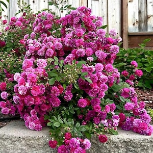 May include: A vibrant bush overflowing with clusters of deep pink roses. The flowers are in full bloom, showcasing multiple layers of petals. Green leaves and buds provide contrast against the profusion of pink blooms. The bush is set against a weathered wooden fence.
