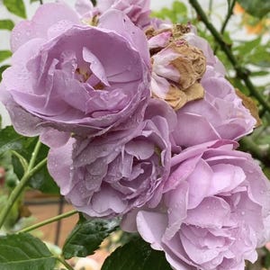 May include: A cluster of lavender roses with multiple layers of delicate petals. The flowers are covered in small water droplets, and some petals show signs of browning and wilting. Green leaves and thin stems are visible around the blooms.