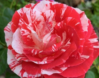 Sport of “Scentimental” Red and White Striped Rose(unnamed, cannot find anywhere else) in 1G **doesn't come with pot
