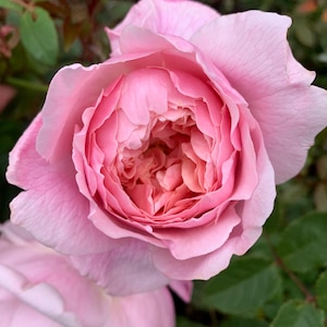Puede incluir: Un juego de tres tazas de cerámica con un acabado mate moteado. Cada taza presenta un color diferente: azul claro, crema y gris. Las tazas tienen un diseño simple y moderno con una forma redondeada y un asa.