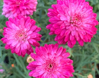Bright "Double Pink" Marguerite Flowers in 1 G pot ***doesn't come with pot