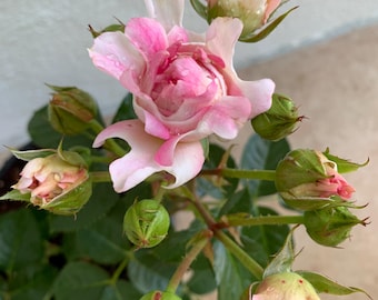 Anemone Flowering Plant, 1.5 gallon pot ***doesn't come w pot!!