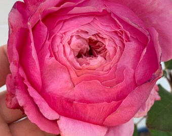 Bright Pink Rose “Lady’s Heirloom”传世芳华 in 1g **doesn't come with pot