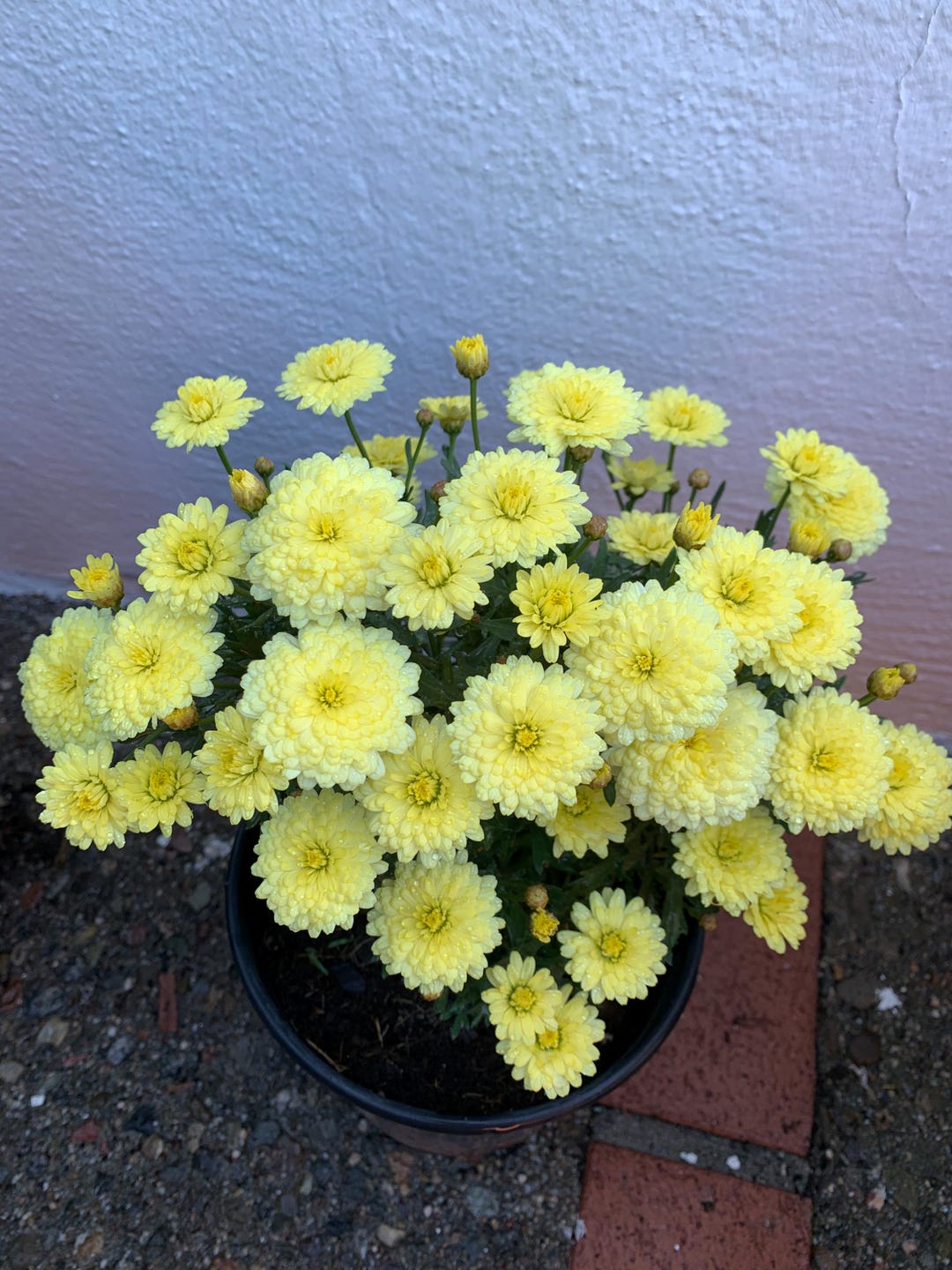 Bright Yellow Marguerite Flowers in 1 and 2G Pot ***doesn't Come With ...