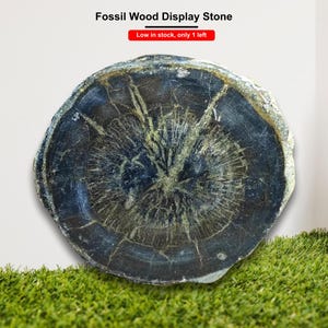 Polished Petrified Wood Fossil Slice, Natural Stone Display, Fossilized Tree Trunk Cross Section, Unique Crystal Decor, Earthy Home Accent