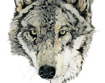 Mr Wolf Print Giclee print of wolf head 8x11 art print