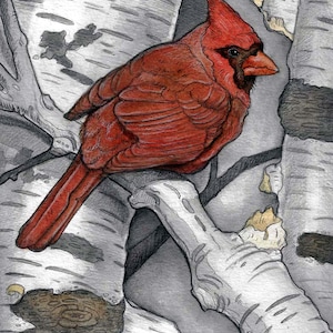 May include: A red cardinal perched on a branch of a birch tree. The bird's feathers are a vibrant red, and its beak is black. The background is a close-up of the birch tree bark, which is white with black markings.