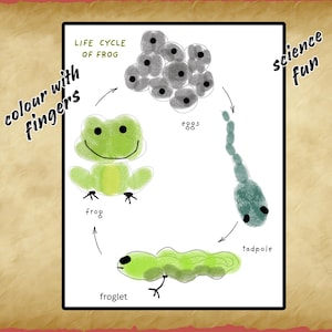 Puede incluir: Un diagrama que ilustra el ciclo de vida de una rana, con etapas desde huevos hasta renacuajos y ranas. La imagen incluye el texto "Life Cycle of Frog", "colour with fingers" y "science fun". La rana es verde.