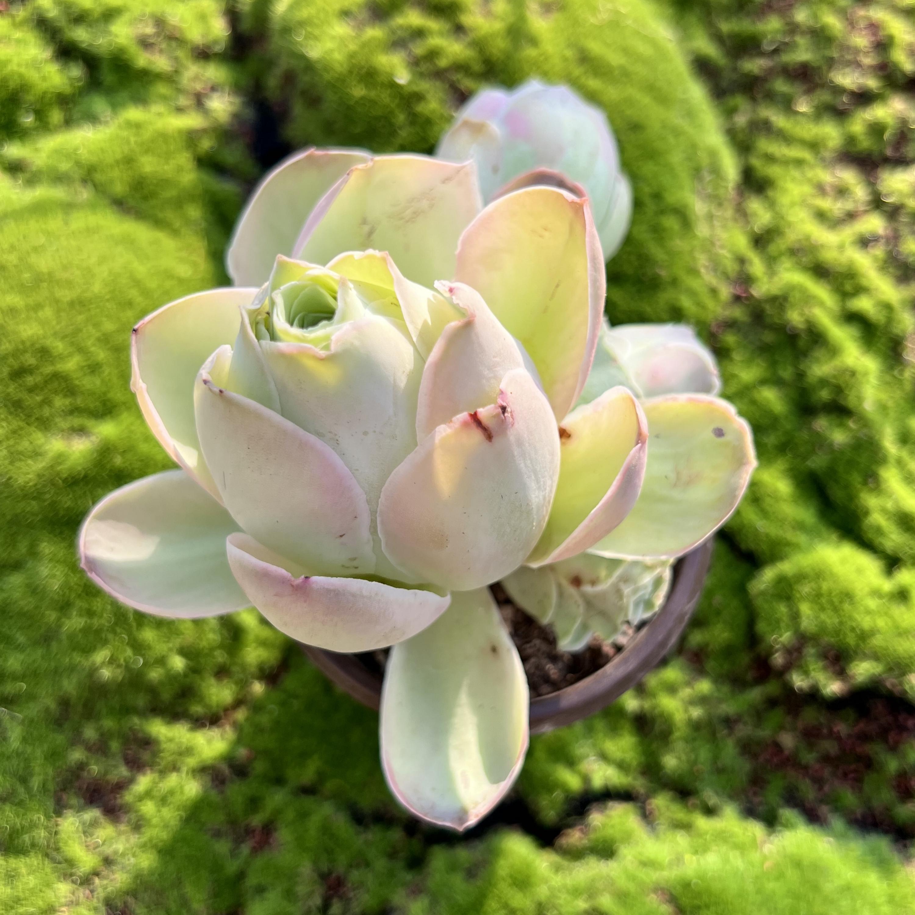 Unique: Greenovia Aurea ex El Hierro Cluster, Grow for 4 Years, Only One Extremely Rare, Mountain Rose, LJ0009B