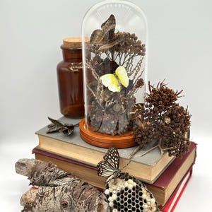 Echter Schmetterling Cloche Terrarium mit getrockneten Blumen-Glas Dome Curio Display-Natürliche Insekt Specimen Decor-Naturalist Decor