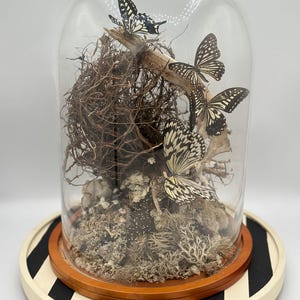 Schmetterling Cloche Terrarium: Konservierte Insekten, Reh Kieferknochen & Moos