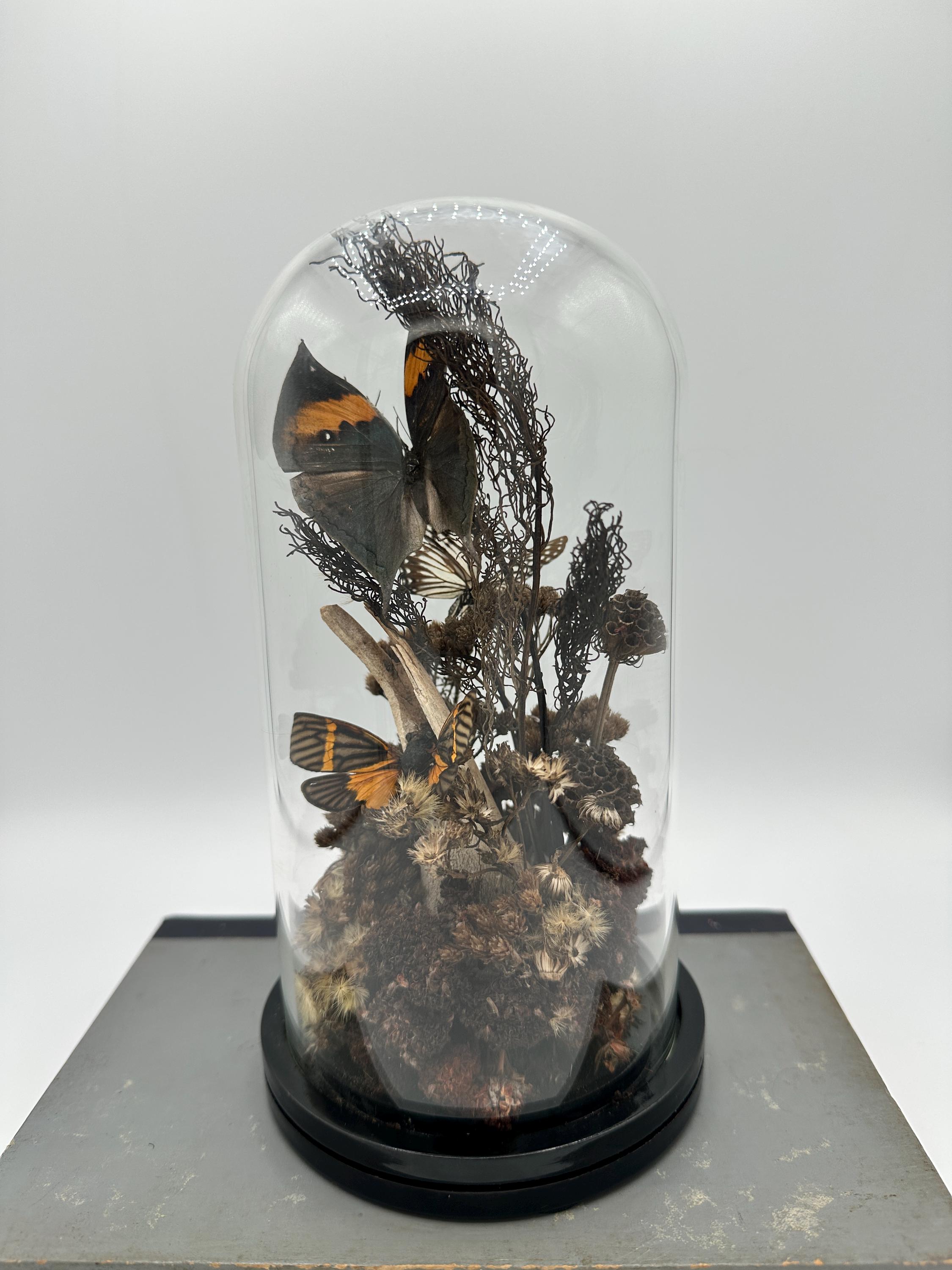 Butterfly Insect Display Real Butterfly Dome: Preserved Insect Display Cloche - Etsy