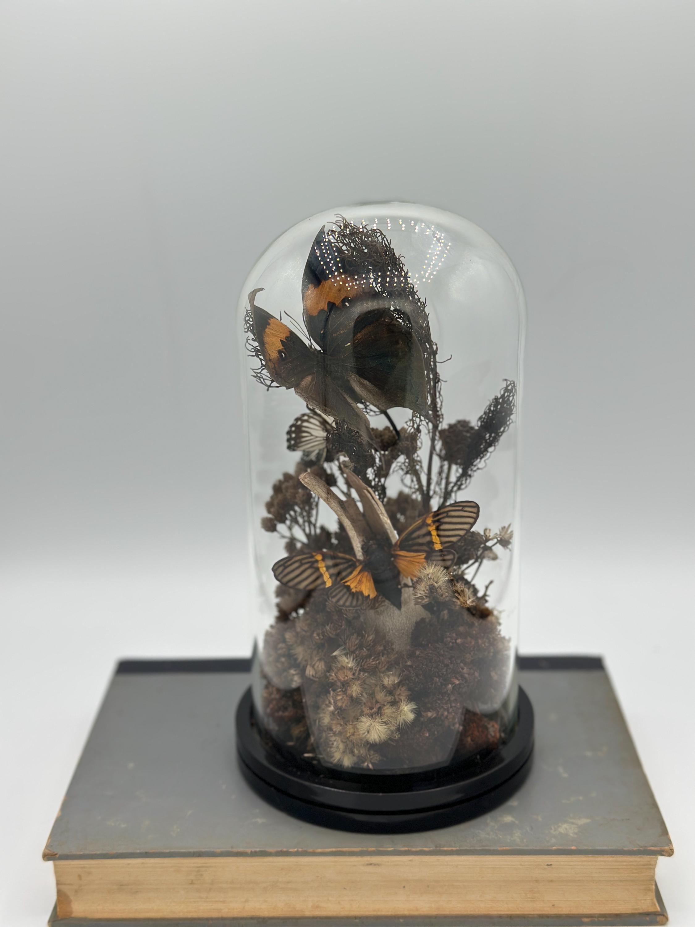 Butterfly Insect Display Real Butterfly Dome: Preserved Insect Display Cloche - Etsy