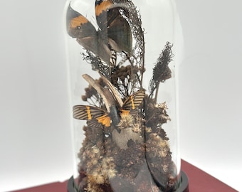 Real Butterfly Dome: Preserved Insect Display Cloche