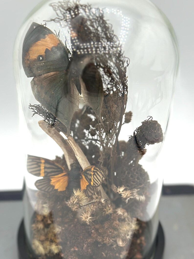 Butterfly Insect Display Real Butterfly Dome: Preserved Insect Display Cloche - Etsy