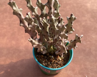 多肉植物⭐︎中里リンゼアナ（カキコ） 中里リンゼアナの栽培方法を聴いてきた！ | コキリノSucculents Life