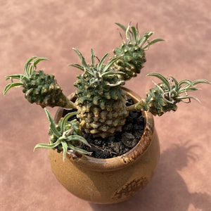 3.5‘’ Euphorbia Bupleurifolia Cluster, Live Plant, Shipped without Pots, Rare Succulent