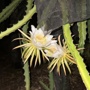 May include: Two large white dragon fruit flowers with yellow centres and long, pointed, pale yellow petals blooming on a green, spiky cactus stem. The plant is potted in a black container, partially covered by a dark mesh fabric at night.