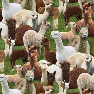 May include: A close-up image of a group of alpacas in a field. The alpacas are various shades of brown, white, and black. Some alpacas are lying down, while others are standing. The alpacas are all looking in different directions.
