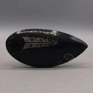 Genuine Polished Fossil Plate Stone Paperweight