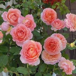 Romantisk antik ros | 4,5 liters kruka | Rosa krämfärgad romantisk ros