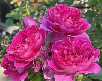 Buy 2 get 15% off | Name on the second picture | Pink English Own Root Rose