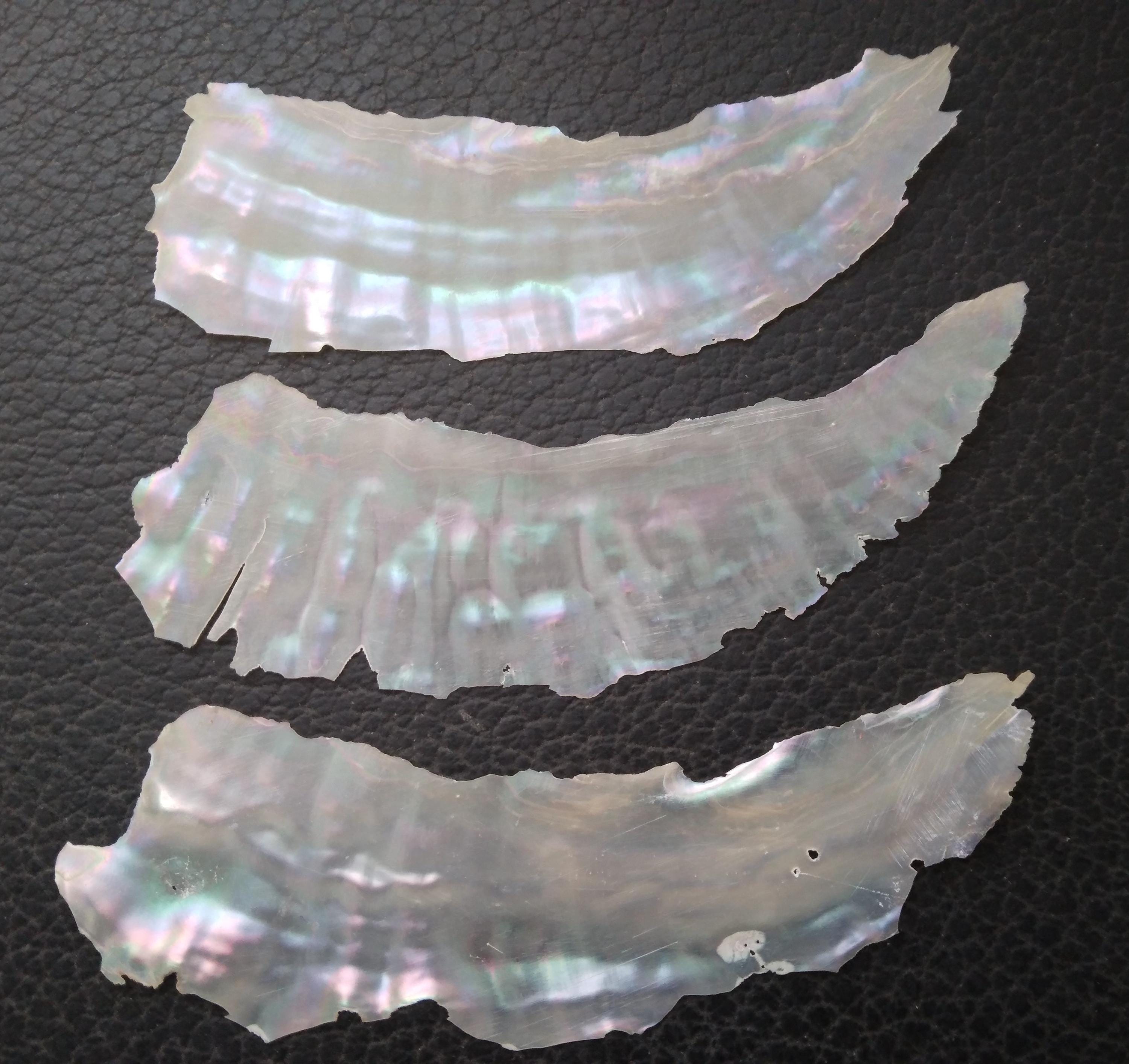 Awabi Shell Button Awabi Shell Veneer, for Inlay and Crafts, Jewellery, Screens, Boxes ...