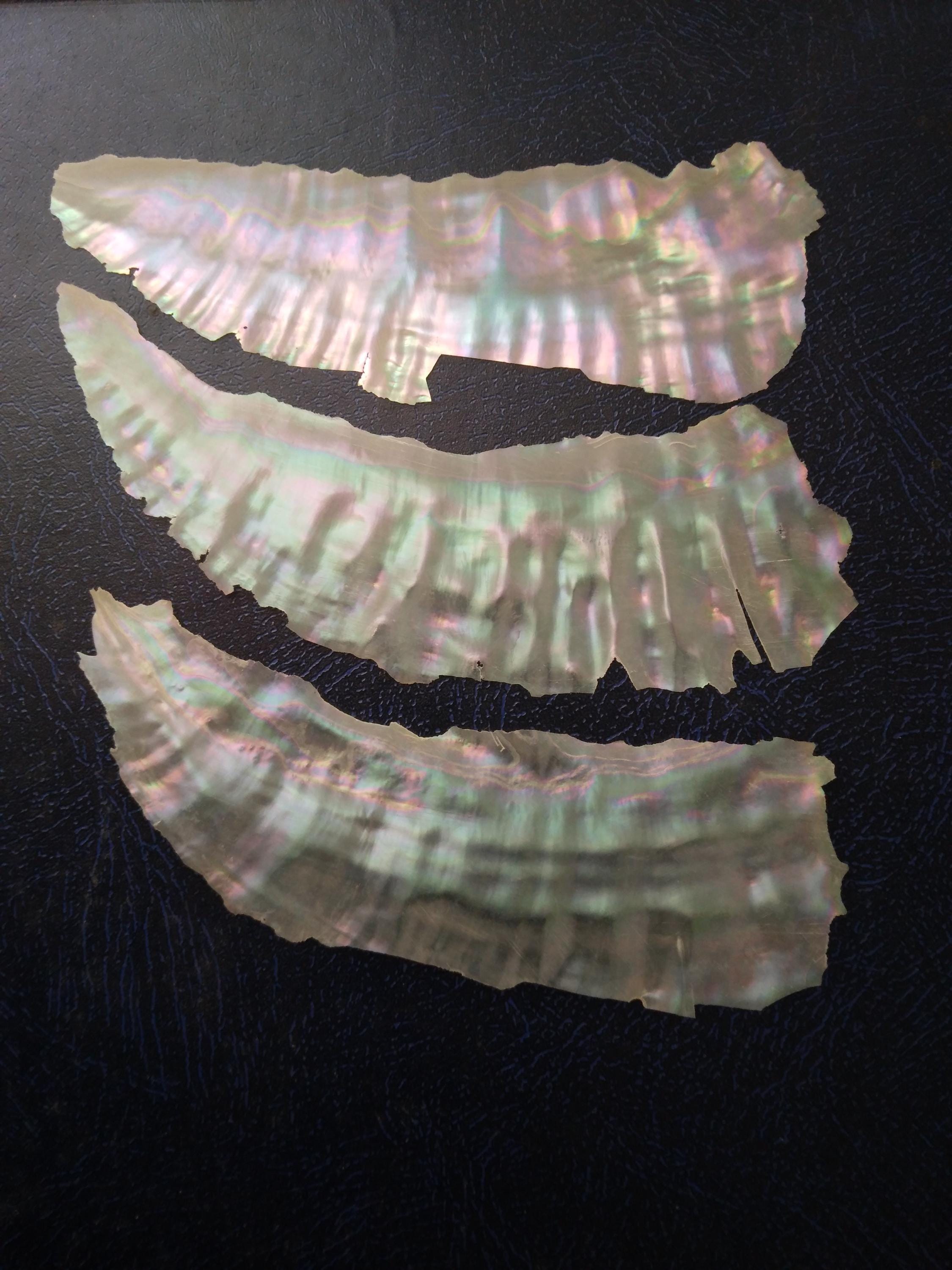 Awabi Shell Button Awabi Shell Veneer, for Inlay and Crafts, Jewellery, Screens, Boxes ...