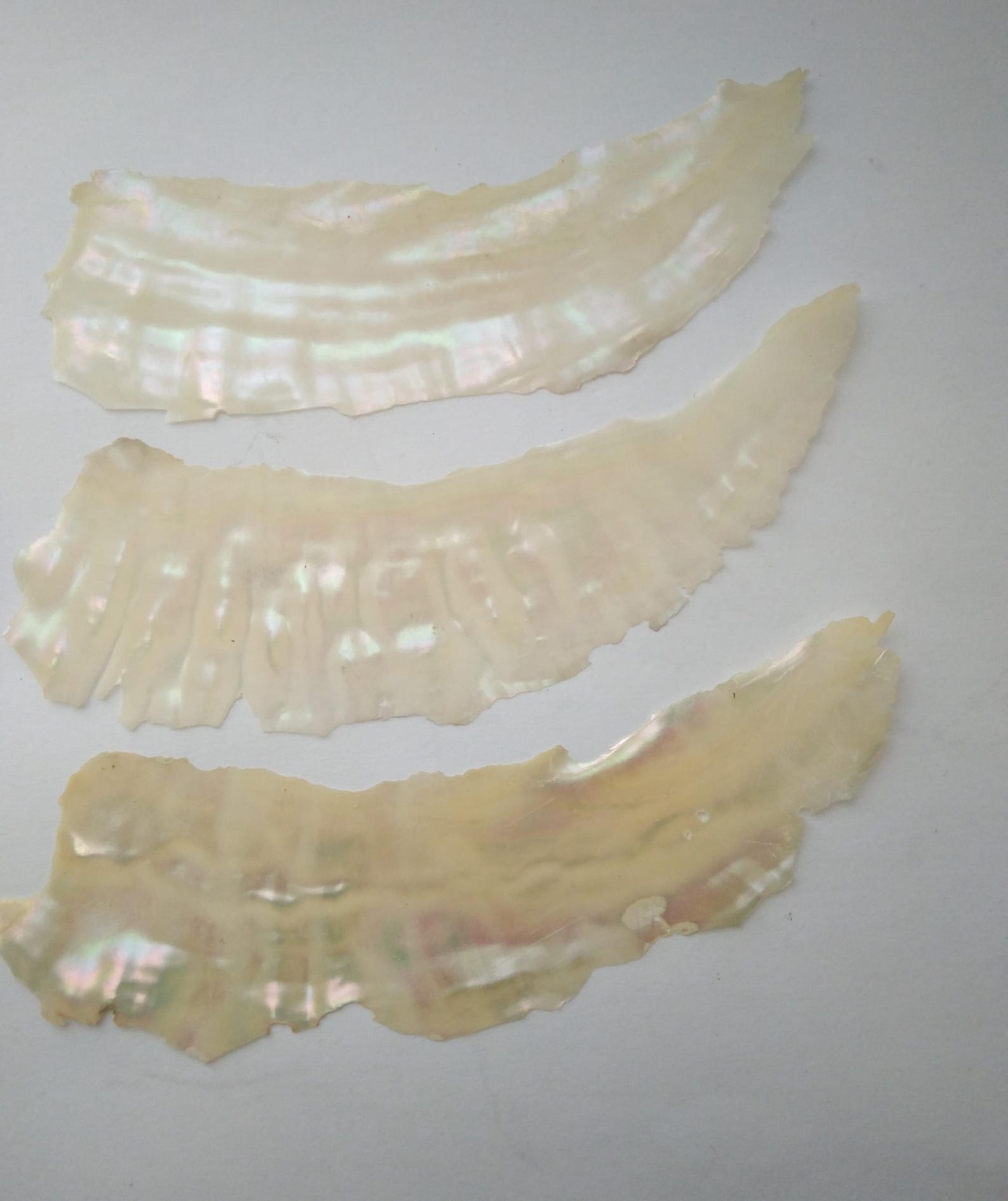 Awabi Shell Button Awabi Shell Veneer, for Inlay and Crafts, Jewellery, Screens, Boxes ...